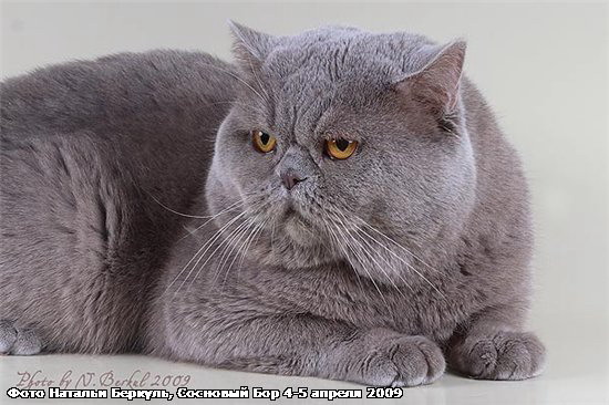 С котами каких окрасов можно вязать британскую кошку голубого окраса?