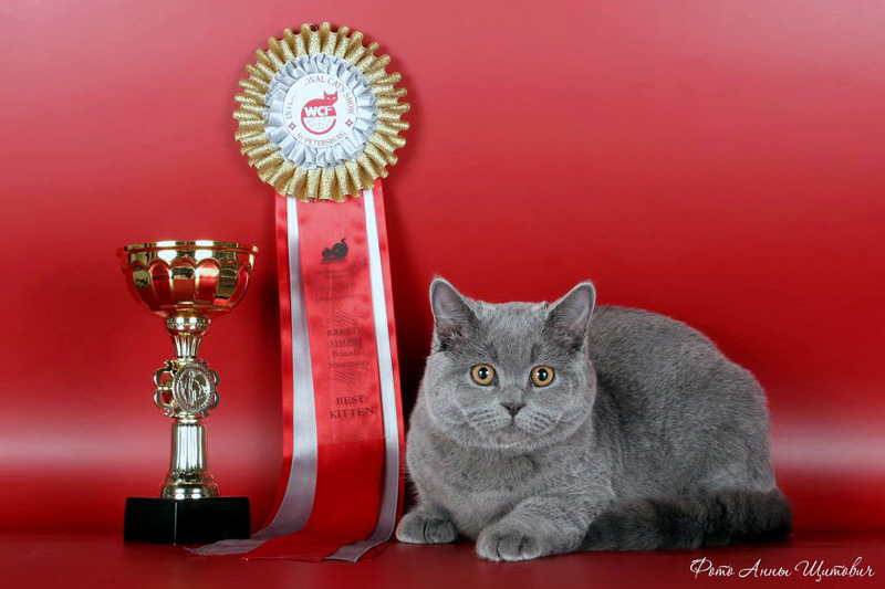 Фотоальбом британской кошки Кристины - Best of Best Kitten