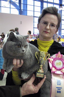 Фотоальбом британского кота Денвила - Best Kitten