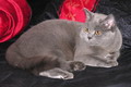 Фотоальбом британской кошки Кристины - Champion WCF