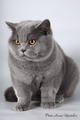 Фотоальбом британского кота Денвила - Champion WCF