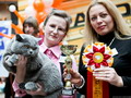 Фотоальбом британского кота Денвила - Grand International Champion WCF
