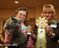 Фотоальбом британского кота Денвила - European Champion WCF