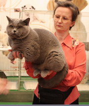 Фотоальбом британского кота Денвила - Grand European Champion WCF