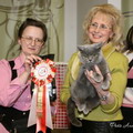 Фотоальбом британской кошки Делии - Best of Breed Female