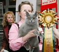 Фотоальбом британской кошки Беверли - Best of Best 2