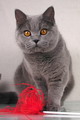 Фотоальбом британской кошки Беверли - Best of Best 1