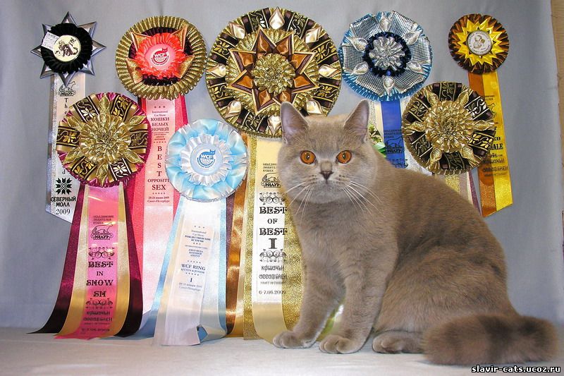 Award для кошек купить. Кот с медалью. Награды для кошек. Кошачья медаль с выставки. Награды кошек на выставке.