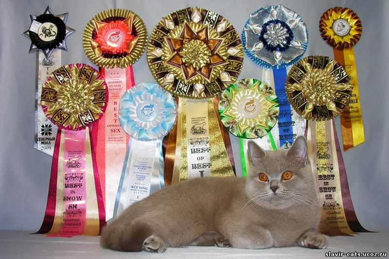 Award для кошек купить. Награды кошек на выставке. Награды на кошачьих выставках. Награды собак на выставках. Приз на кошачьей выставке.