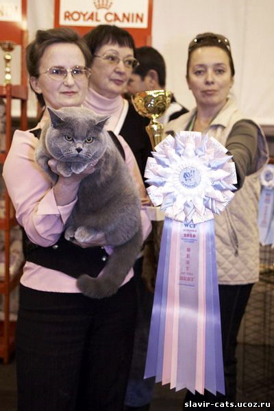 Британский кот SLAVIR'S Danvill 11 месяцев 3 недели