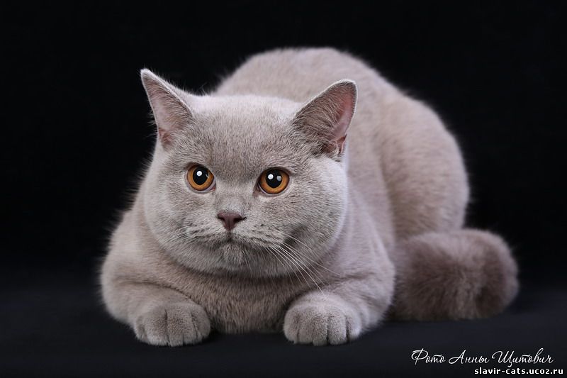 Британская кошка Пальета